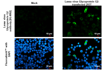 Anti-Lassa virus Glycoprotein G2 antibody [HL4882] used in Immunocytochemistry/ Immunofluorescence (ICC/IF). GTX644947